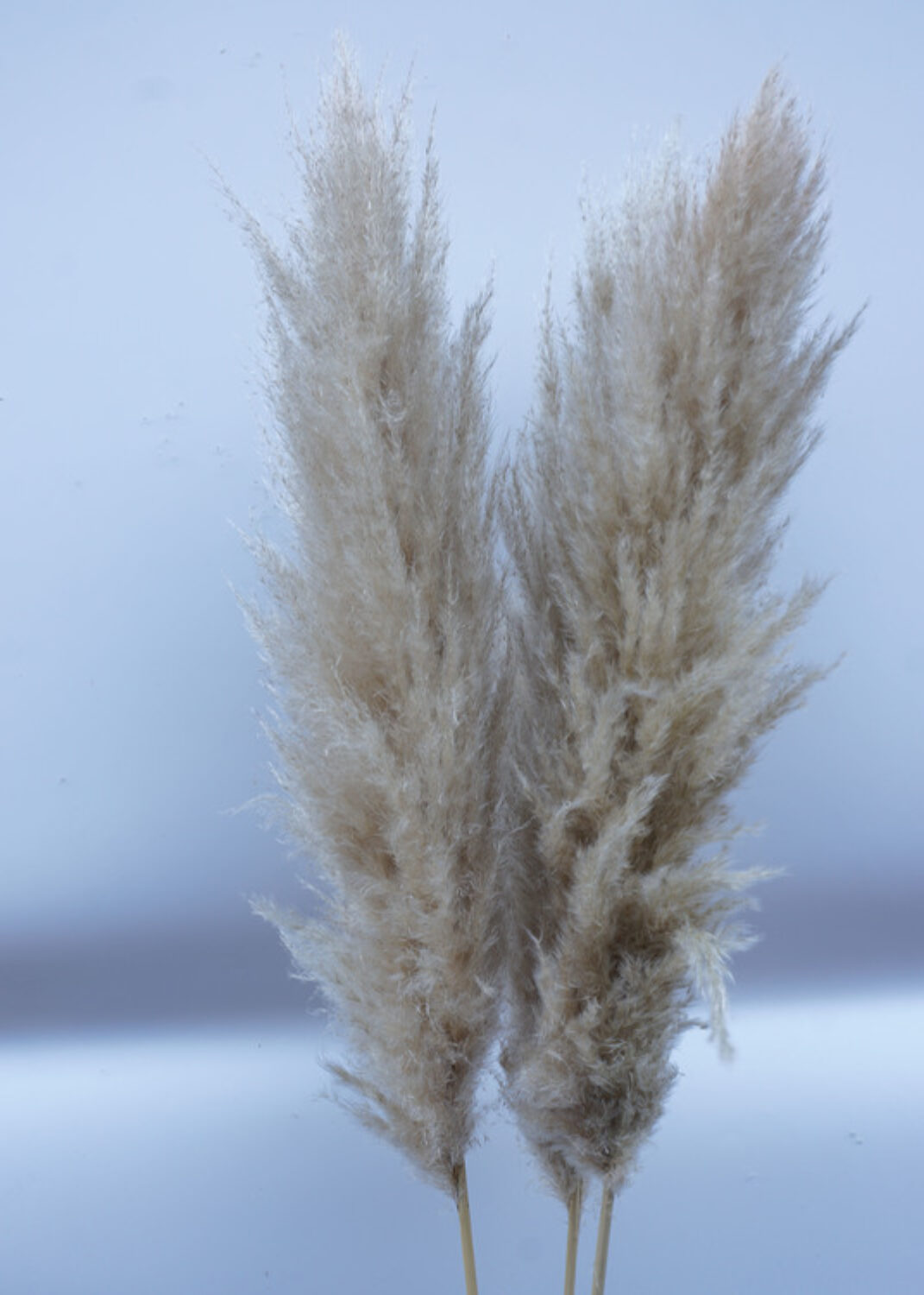 Torkad växt Fluffiga Pampas