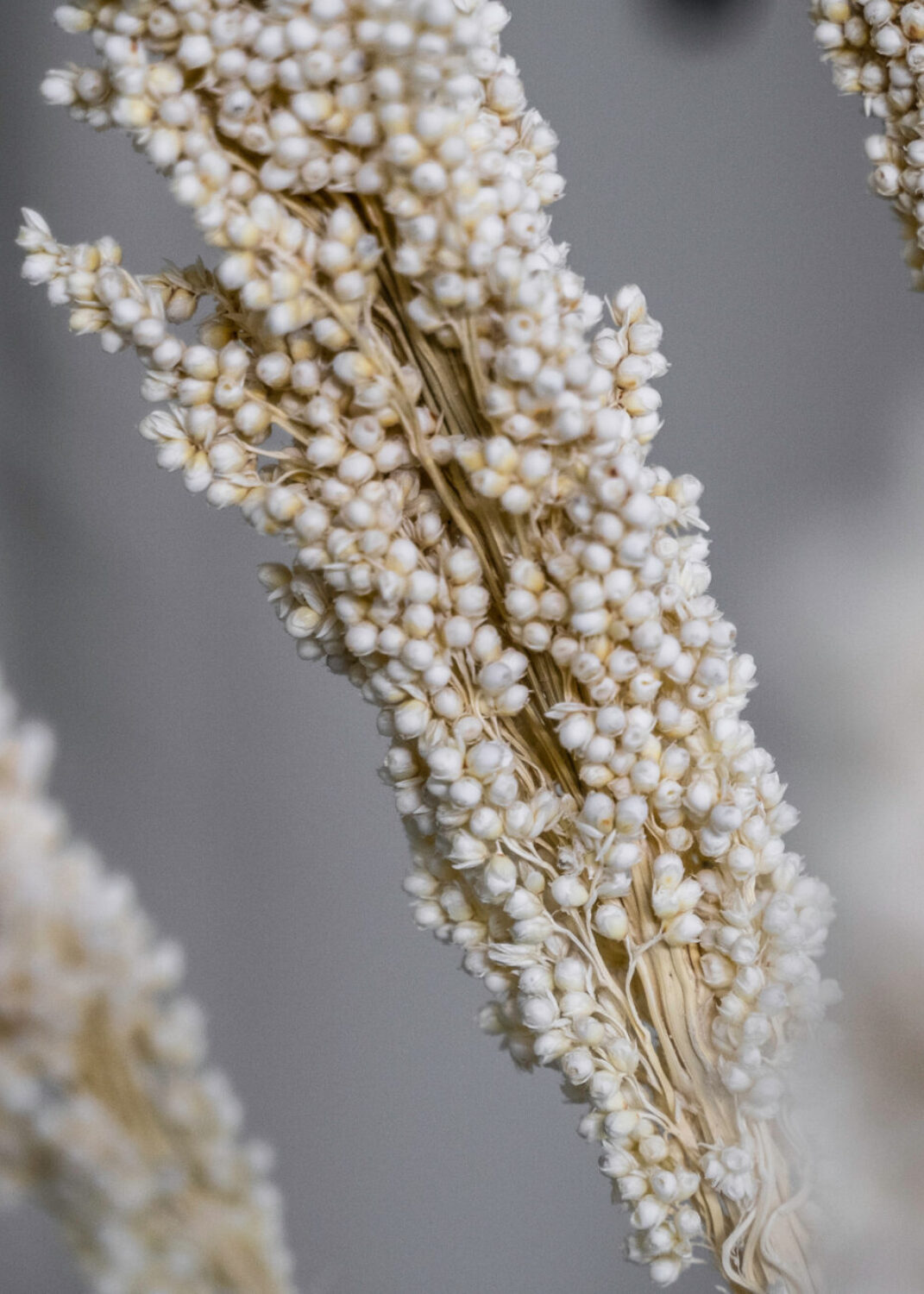 Torkad växt Indian Corn 3 st Blekt vit 60-80 cm